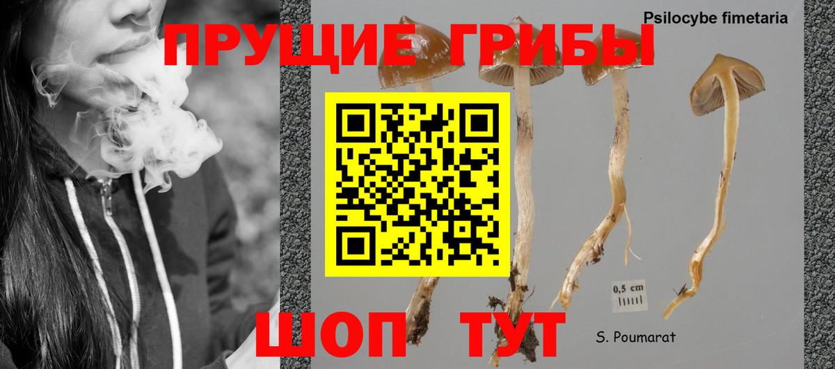 Сокол  Псилоцибиновые грибы GOLDEN TEACHER  Псилоцибиновые грибы GOLDEN TEACHER  где можно купить наркотик  Вход с VPN 